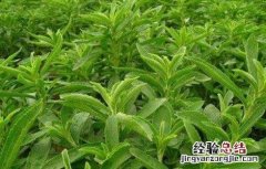 甜叶菊种植需注意什么 甜叶菊种植注意事项