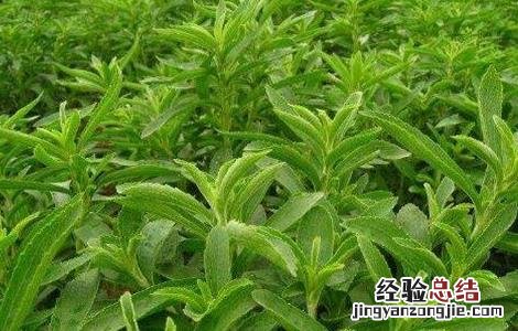 甜叶菊种植需注意什么 甜叶菊种植注意事项