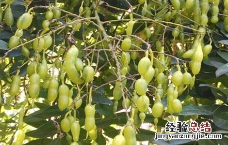 槐角的种植技术 槐角的种植技术与管理