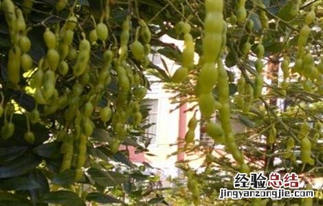槐角的种植技术 槐角的种植技术与管理