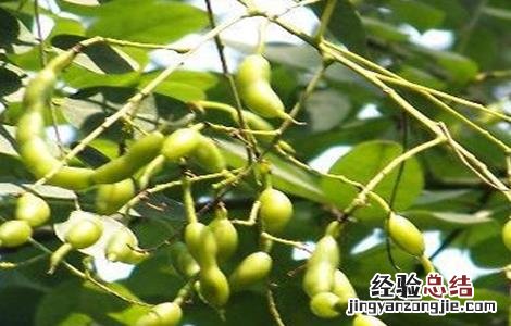槐角的种植技术 槐角的种植技术与管理