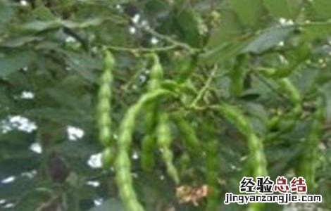 槐角的种植技术 槐角的种植技术与管理