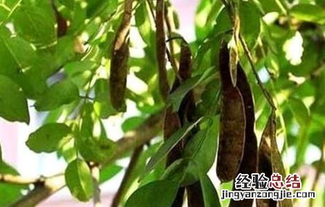 槐角的种植技术 槐角的种植技术与管理