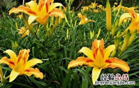 萱草的种植技术 萱草的种植技术和管理