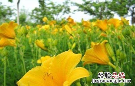 萱草的种植技术 萱草的种植技术和管理