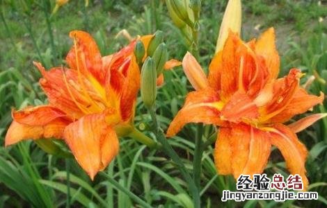 萱草的种植技术 萱草的种植技术和管理