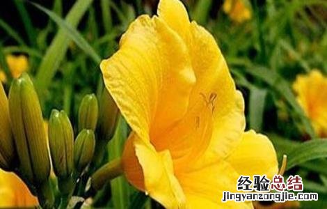 萱草的种植技术 萱草的种植技术和管理