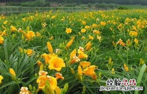 萱草的种植技术 萱草的种植技术和管理