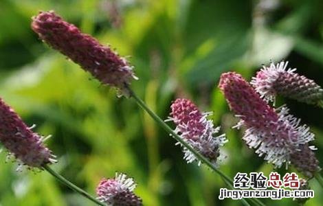 地榆的种植技术和管理 地榆的种植技术