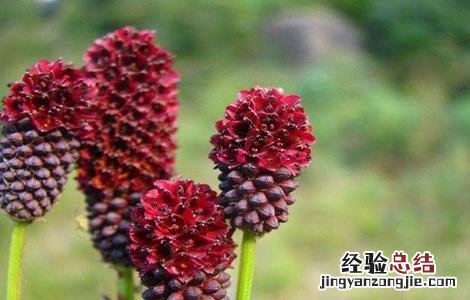 地榆的种植技术和管理 地榆的种植技术