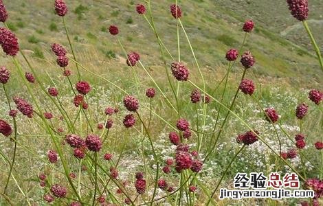 地榆的种植技术和管理 地榆的种植技术