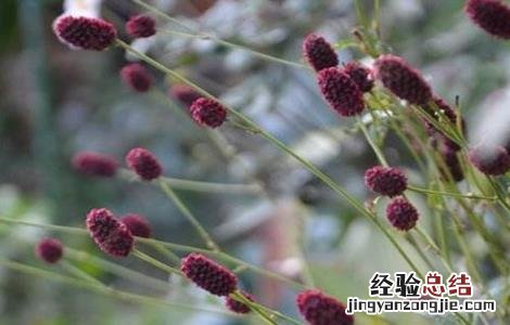 地榆的种植技术和管理 地榆的种植技术