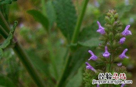 雪见草的繁殖方法有哪些 雪见草的繁殖方法