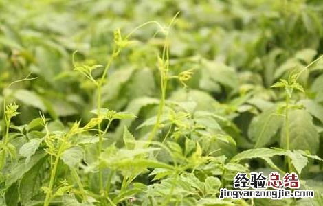 绞股蓝根治啥病 绞股蓝病虫害的防治方法