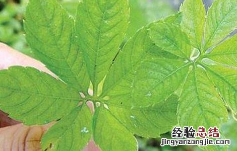 绞股蓝根治啥病 绞股蓝病虫害的防治方法