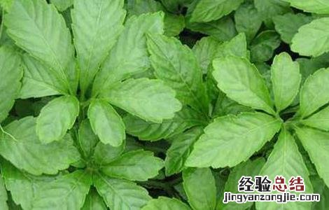 绞股蓝根治啥病 绞股蓝病虫害的防治方法