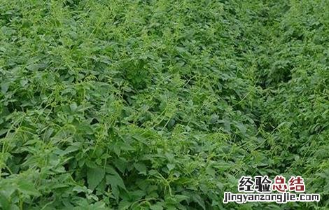 绞股蓝根治啥病 绞股蓝病虫害的防治方法
