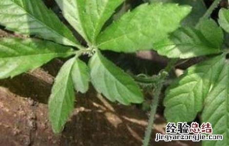 绞股蓝根治啥病 绞股蓝病虫害的防治方法