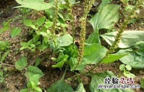 雪见草的种植方法 雪见草的种植方法和技术