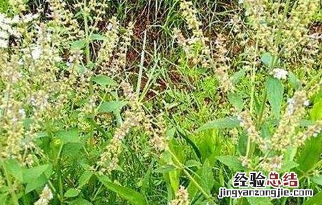 雪见草的种植方法 雪见草的种植方法和技术