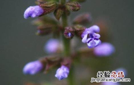 雪见草的种植方法 雪见草的种植方法和技术