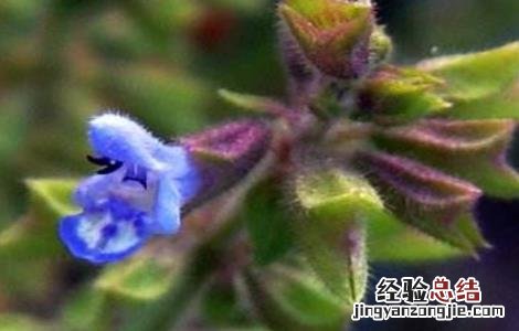 雪见草的种植方法 雪见草的种植方法和技术