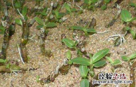 石斛繁殖方法 石斛繁殖方法有几种