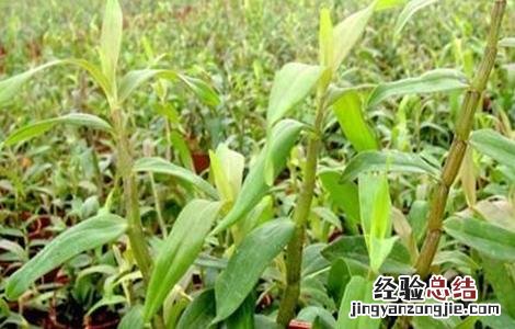 石斛繁殖方法 石斛繁殖方法有几种
