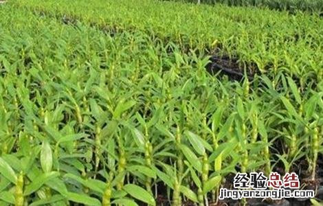 石斛繁殖方法 石斛繁殖方法有几种