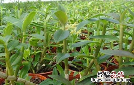 石斛繁殖方法 石斛繁殖方法有几种