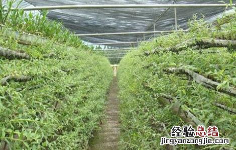 石斛繁殖方法 石斛繁殖方法有几种