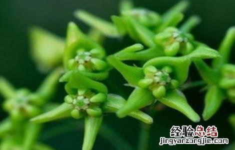 徐长卿的栽培技术 徐长卿种植基地