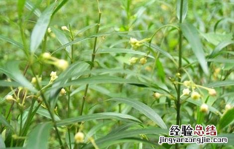 徐长卿的栽培技术 徐长卿种植基地