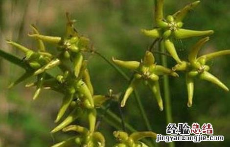 徐长卿的栽培技术 徐长卿种植基地
