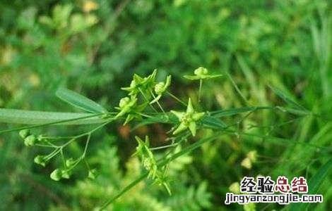 徐长卿的栽培技术 徐长卿种植基地