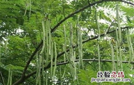 兵豆怎么种 什么是兵豆