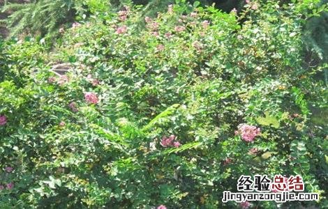 兵豆怎么种 什么是兵豆