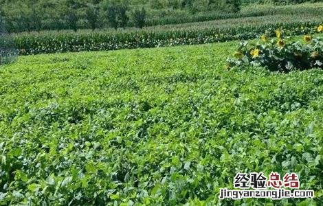 兵豆怎么种 什么是兵豆