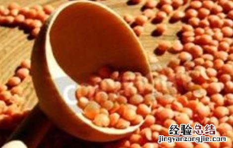 兵豆怎么种 什么是兵豆