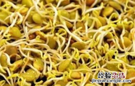 兵豆怎么种 什么是兵豆
