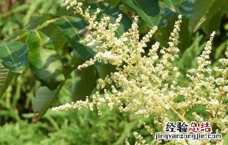 五倍子种植技术要点 五倍子种植技术要点有哪些