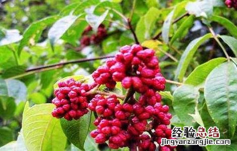 五倍子种植技术要点 五倍子种植技术要点有哪些