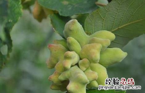 五倍子种植技术要点 五倍子种植技术要点有哪些
