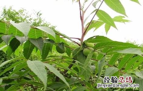 五倍子种植技术要点 五倍子种植技术要点有哪些