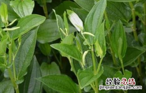 三白草的种植技术 三白草的种植技术视频
