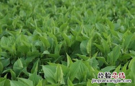 三白草的种植技术 三白草的种植技术视频