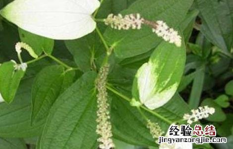 三白草的种植技术 三白草的种植技术视频