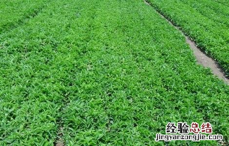 天南星种植栽培技术 天南星种植技术要点
