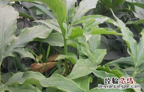 天南星种植栽培技术 天南星种植技术要点