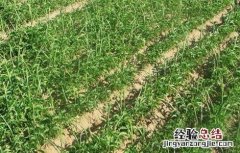 天南星种植栽培技术 天南星种植技术要点